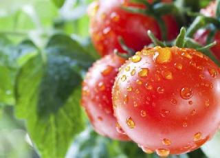 Ăn cà chua đúng cách để không gây hại sức khỏe